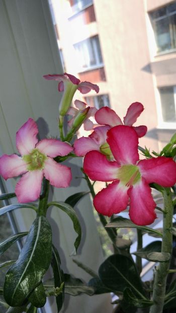  - adenium 2017 si 2018