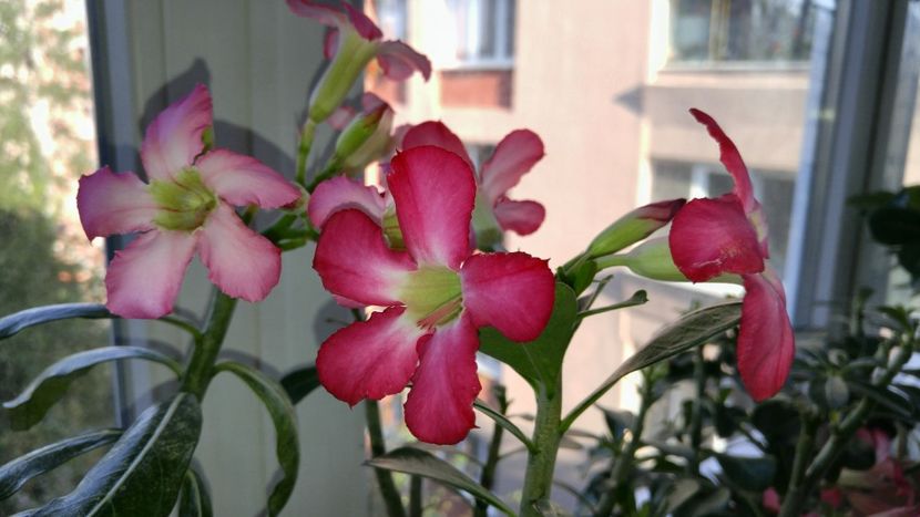  - adenium 2017 si 2018