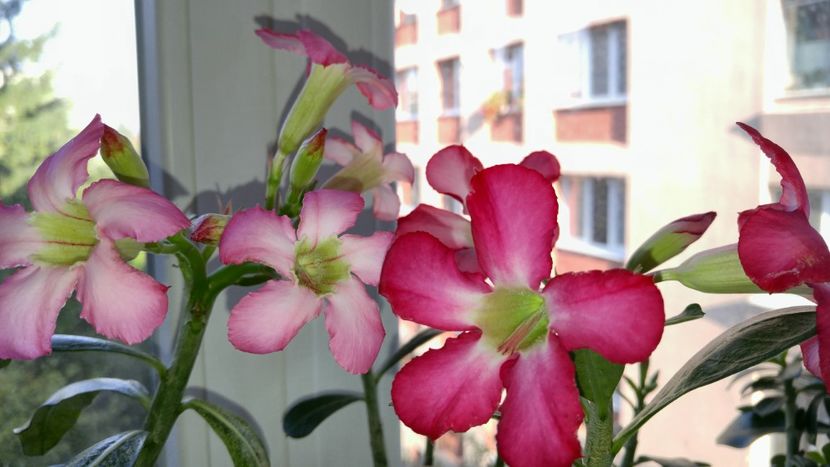  - adenium 2017 si 2018