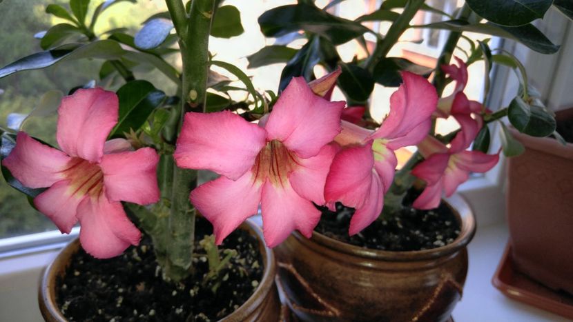  - adenium 2017 si 2018