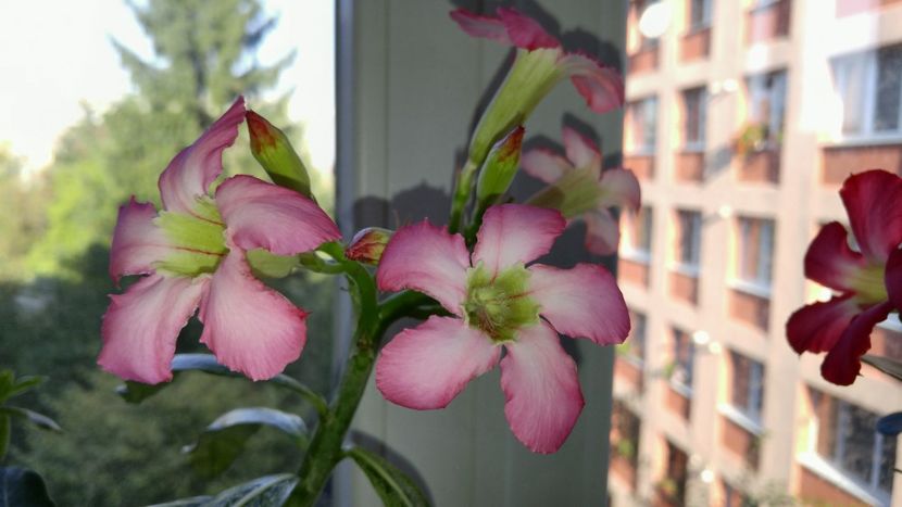  - adenium 2017 si 2018