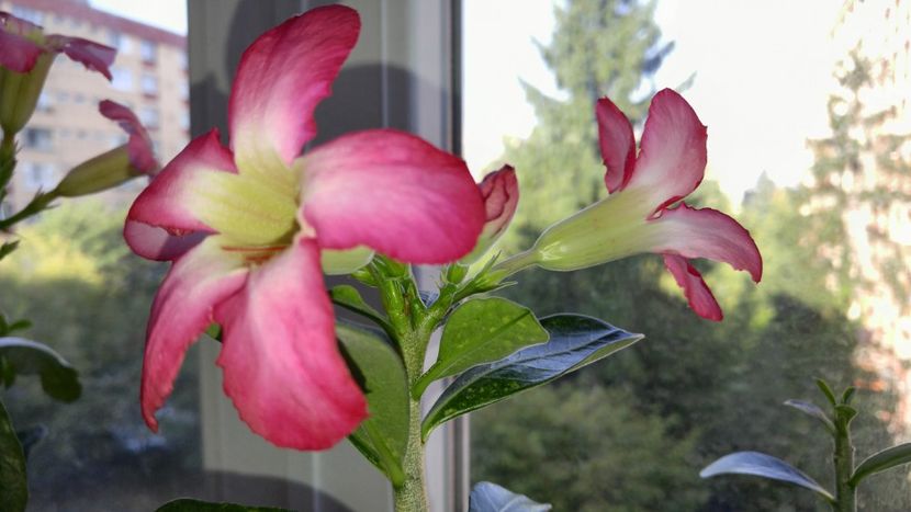  - adenium 2017 si 2018