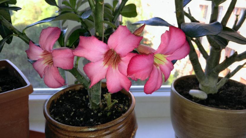  - adenium 2017 si 2018