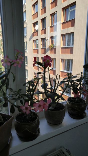  - adenium 2017 si 2018