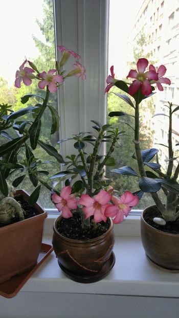  - adenium 2017 si 2018