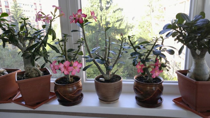  - adenium 2017 si 2018