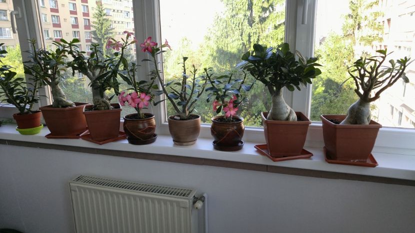  - adenium 2017 si 2018