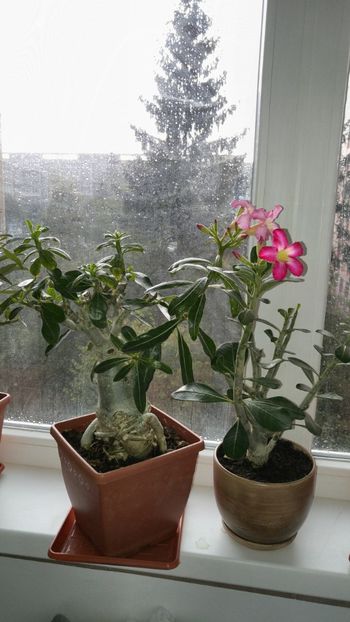  - adenium 2017 si 2018