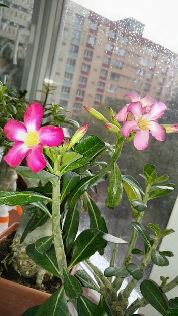  - adenium 2017 si 2018