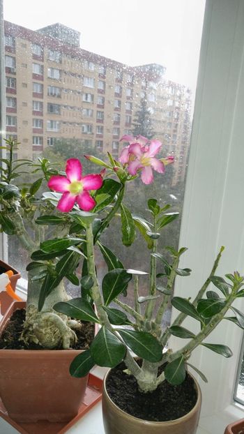  - adenium 2017 si 2018