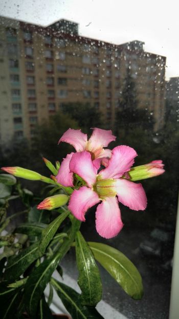  - adenium 2017 si 2018