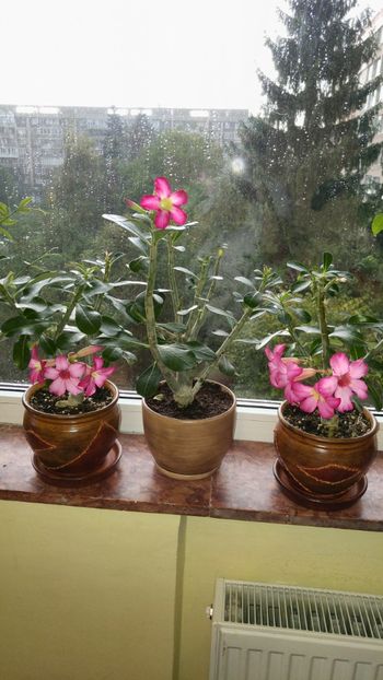  - adenium 2017 si 2018