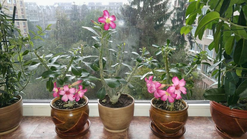  - adenium 2017 si 2018