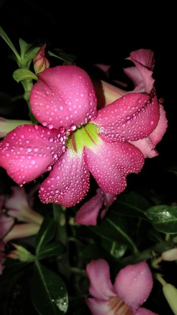  - adenium 2017 si 2018