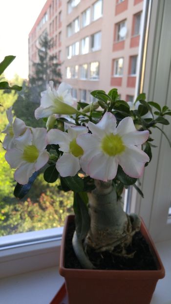  - adenium 2017 si 2018