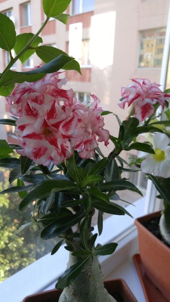  - adenium 2017 si 2018