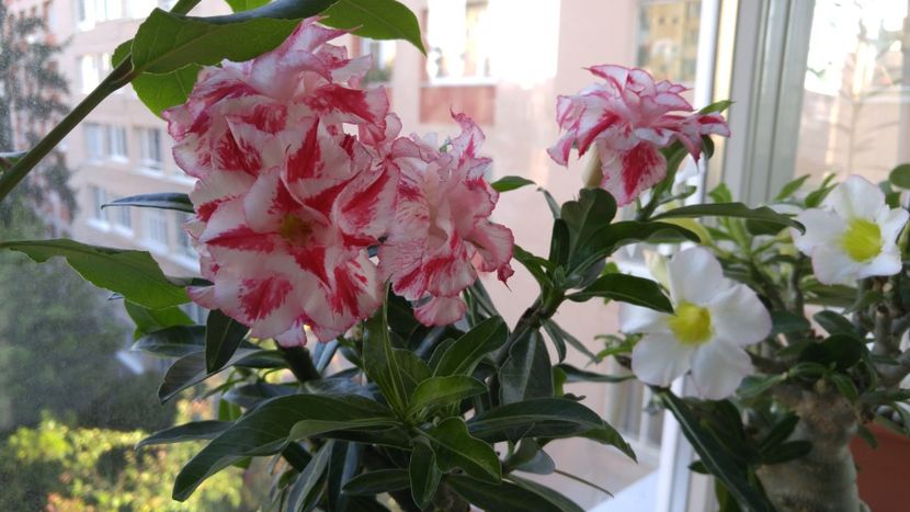  - adenium 2017 si 2018