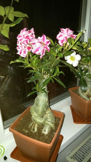  - adenium 2017 si 2018