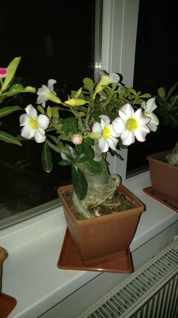  - adenium 2017 si 2018