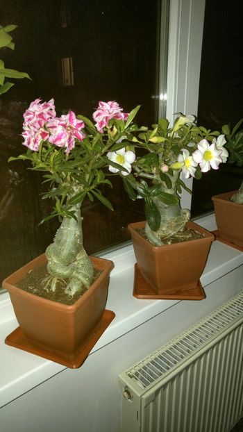  - adenium 2017 si 2018