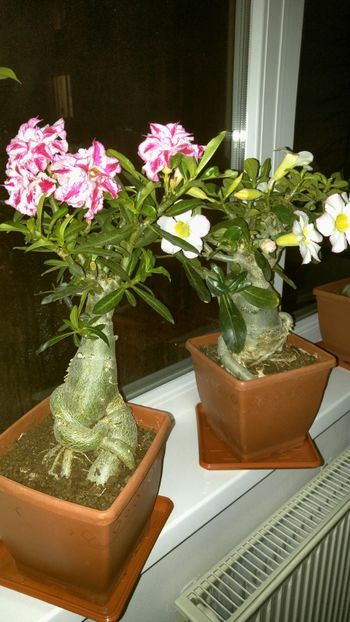  - adenium 2017 si 2018