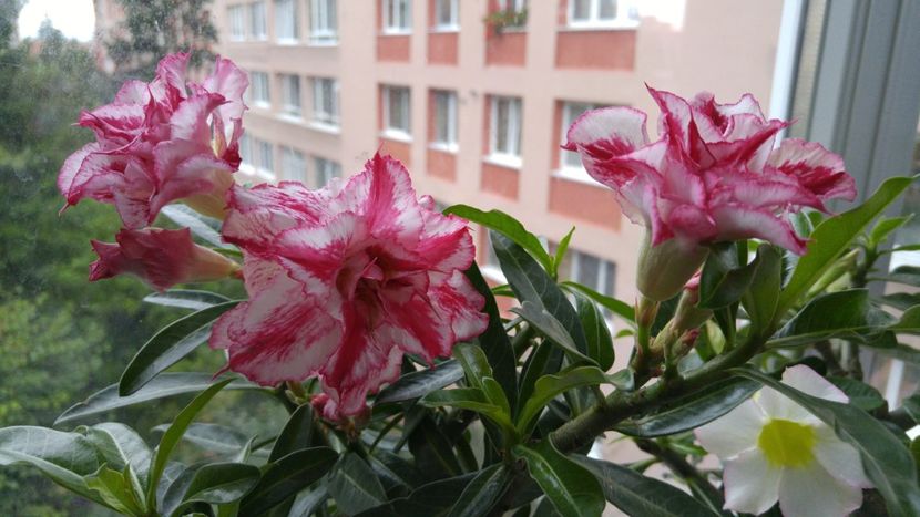  - adenium 2017 si 2018