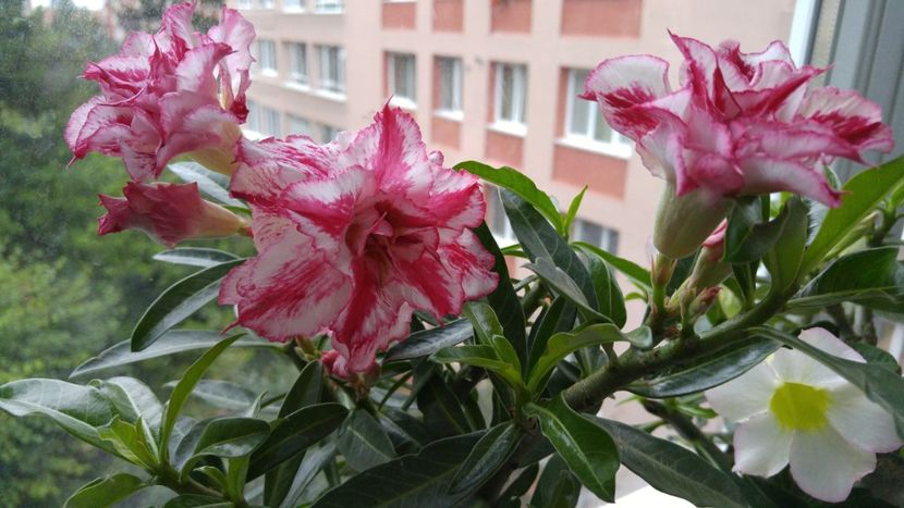  - adenium 2017 si 2018