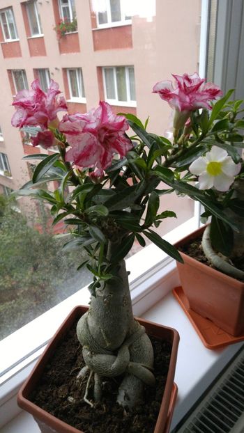  - adenium 2017 si 2018