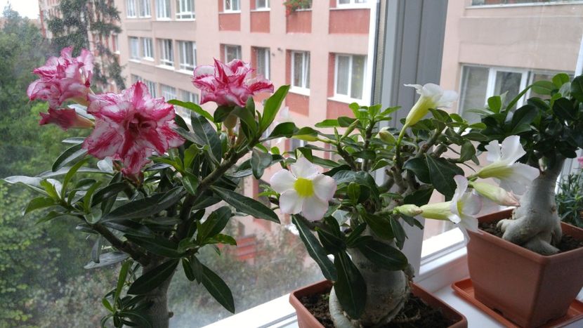  - adenium 2017 si 2018