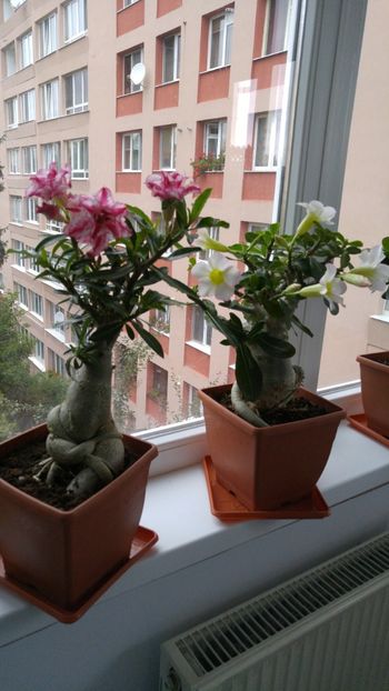  - adenium 2017 si 2018