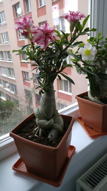  - adenium 2017 si 2018