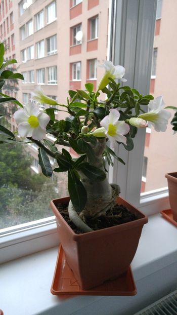  - adenium 2017 si 2018