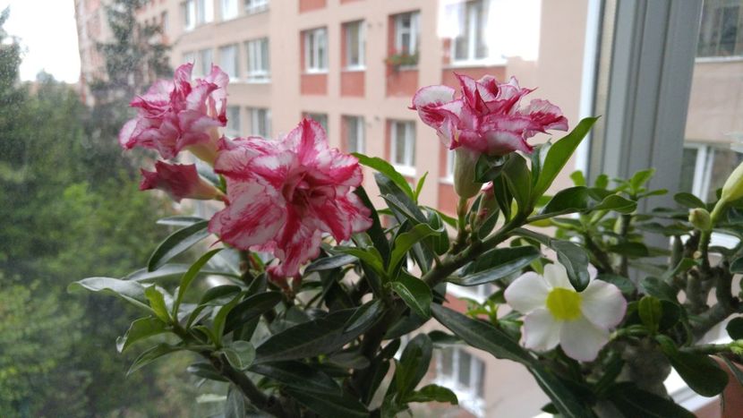  - adenium 2017 si 2018