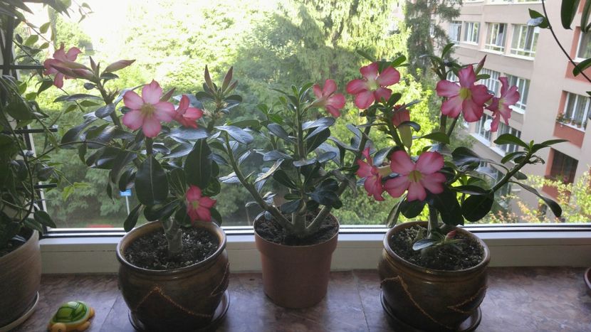  - adenium 2017 si 2018