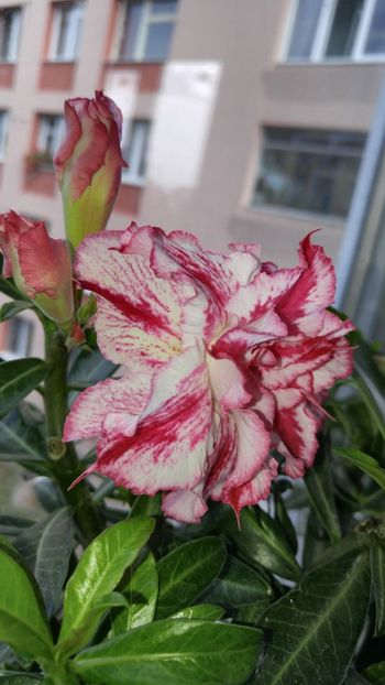  - adenium 2017 si 2018