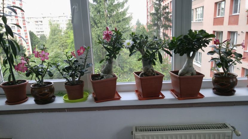  - adenium 2017 si 2018