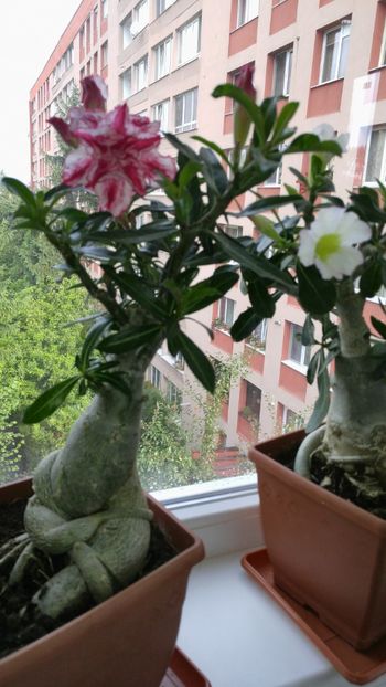  - adenium 2017 si 2018