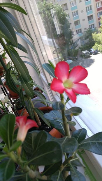  - adenium 2017 si 2018