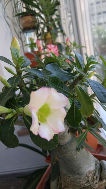  - adenium 2017 si 2018