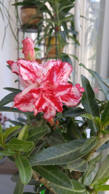  - adenium 2017 si 2018