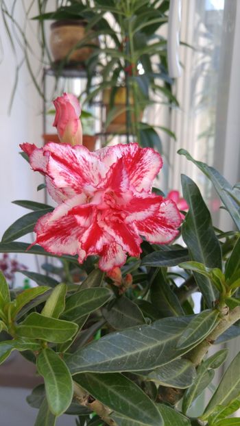  - adenium 2017 si 2018