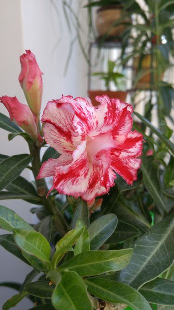  - adenium 2017 si 2018