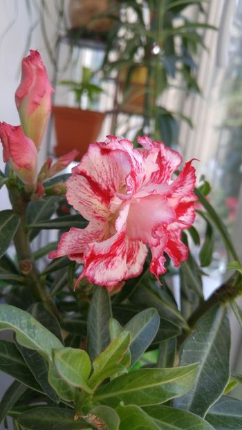  - adenium 2017 si 2018