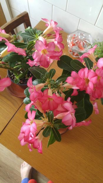  - adenium 2017 si 2018