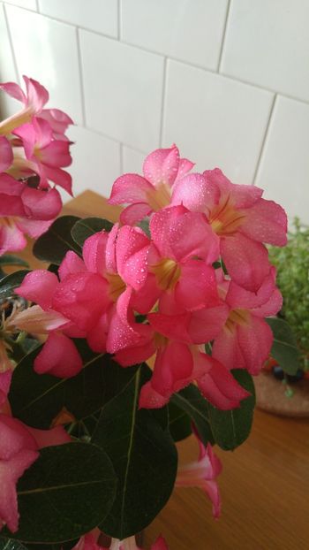  - adenium 2017 si 2018