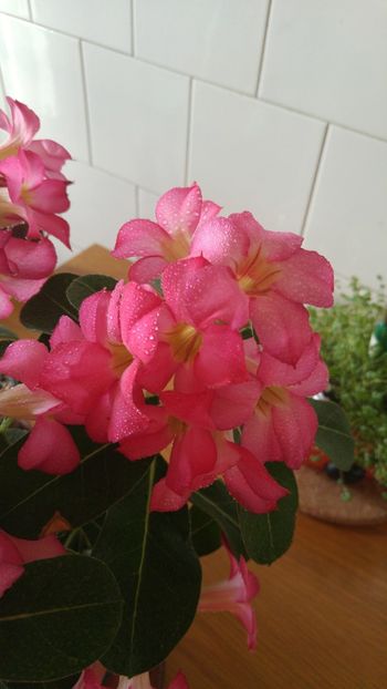  - adenium 2017 si 2018