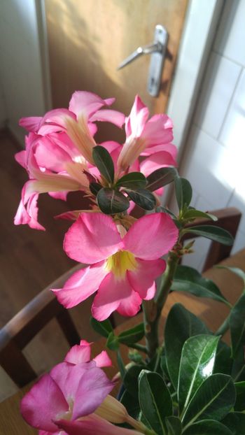  - adenium 2017 si 2018