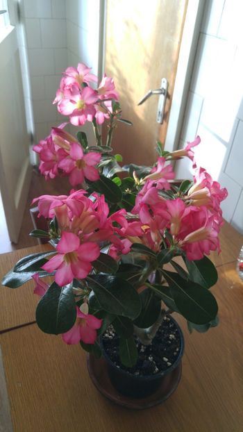  - adenium 2017 si 2018