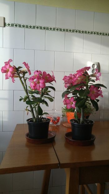  - adenium 2017 si 2018