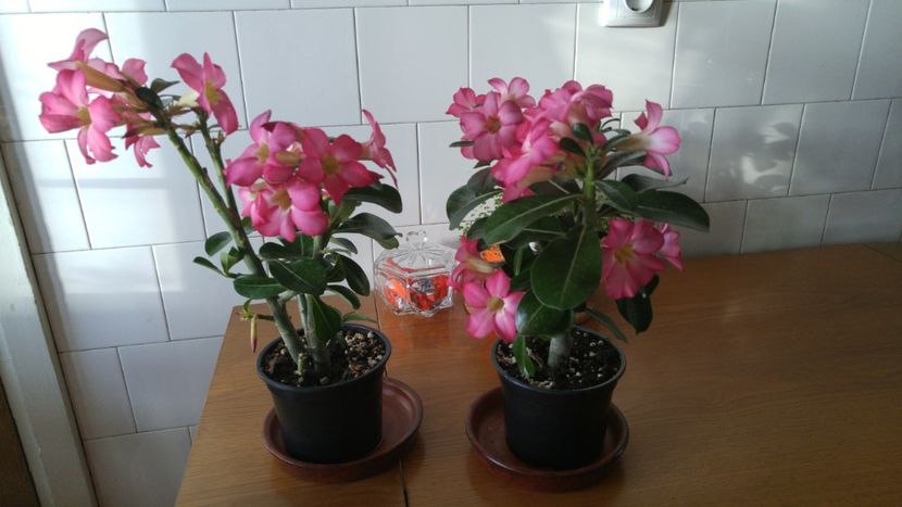  - adenium 2017 si 2018